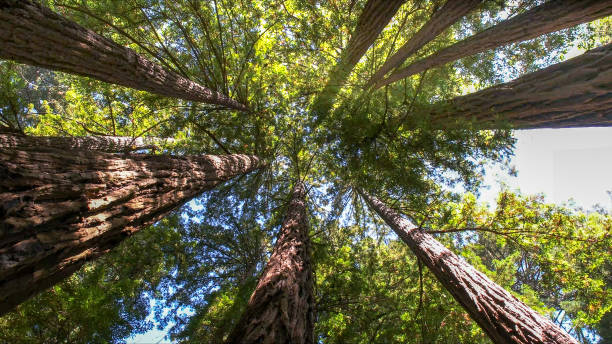 How Our Tree Care Process Works  in  Lawrence, IN